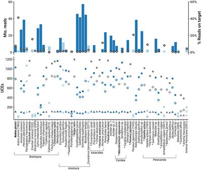 From the shallows to the depths: a new probe set to target ultraconserved elements for Decapoda and other Malacostraca